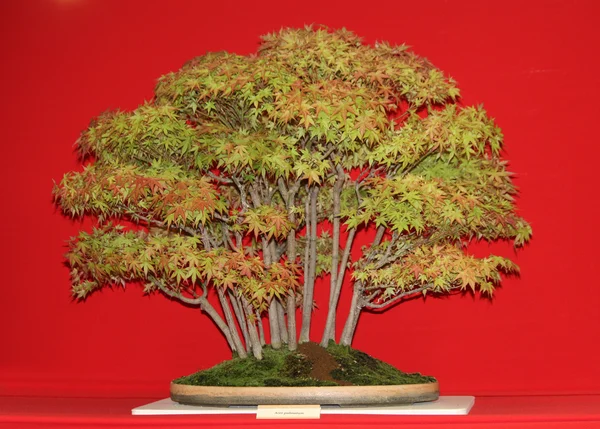 Bonsai Ağacı. — Stok fotoğraf