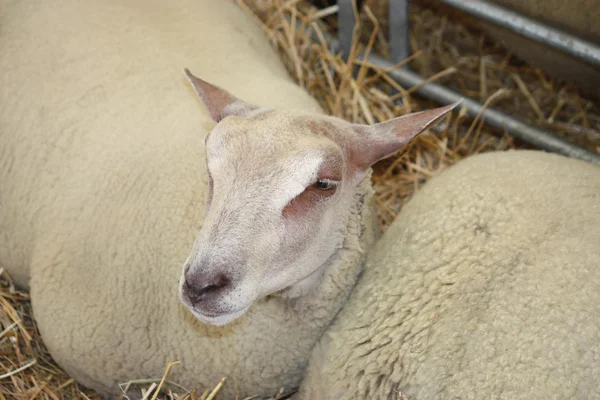 Zadowolony owiec. — Zdjęcie stockowe