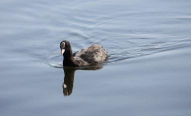 Coot kuş.