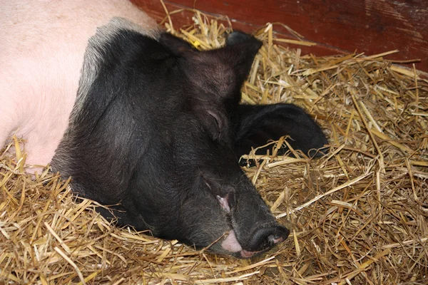 Свиня спить . — стокове фото