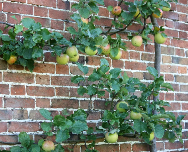 リンゴの木. — ストック写真