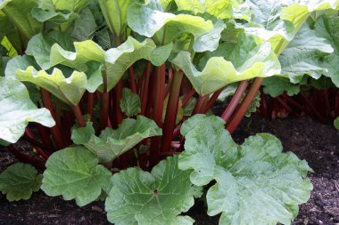 Rhubarb Plant. clipart