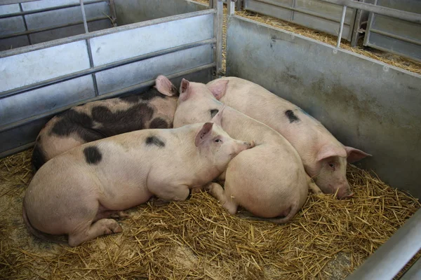 Чотири свині . — стокове фото