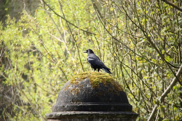 Cuervo negro grande . —  Fotos de Stock