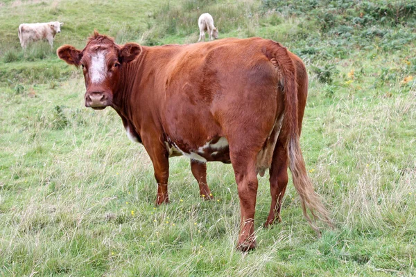 Vaca marrón y blanca . —  Fotos de Stock