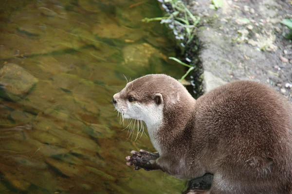 Cute Otter. — Stock Photo, Image