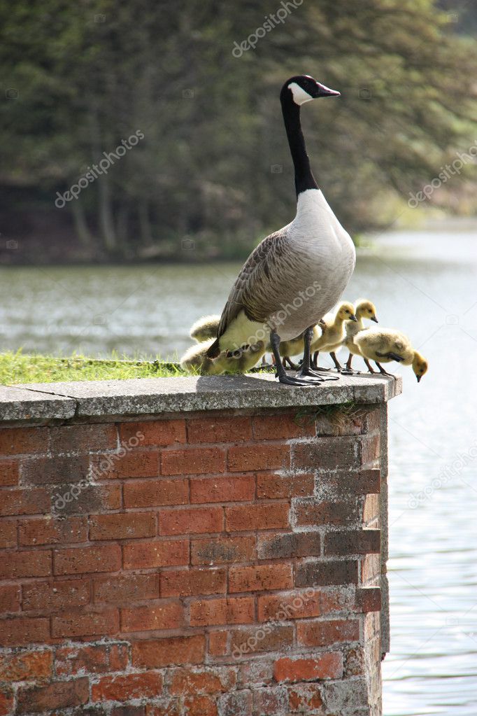 Goose and Goslings.