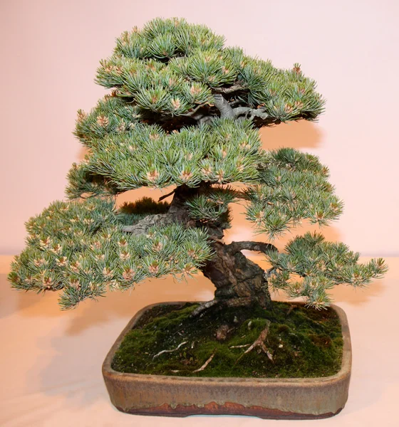 Bonsai minyatür ağaç. — Stok fotoğraf