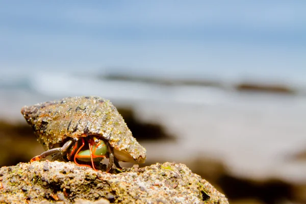 Sea snail on the beach — Stock Photo, Image