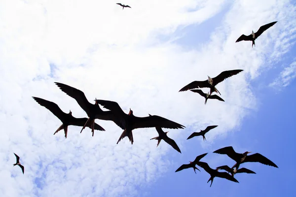 Gaviotas volando — Foto de Stock