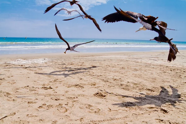 Perseguindo gaivotas — Fotografia de Stock