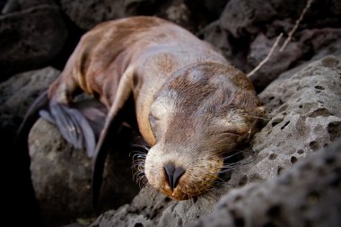 Baby sea lion sleeping in the Galapagos Islands