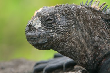 Galapagos deniz iguanası