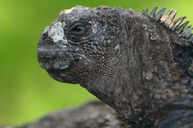 Galapagos deniz iguanası