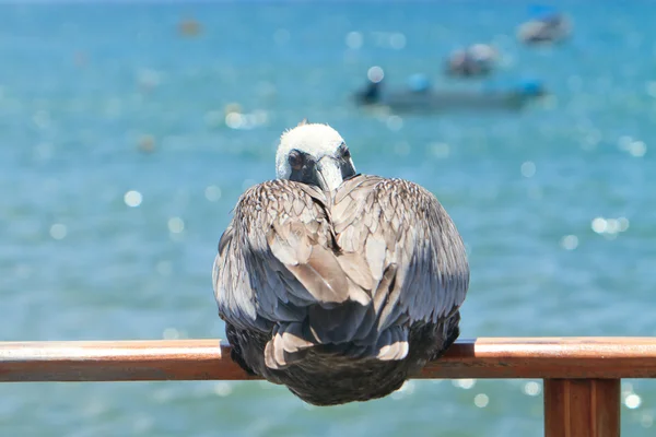Pelicano descansando — Fotografia de Stock