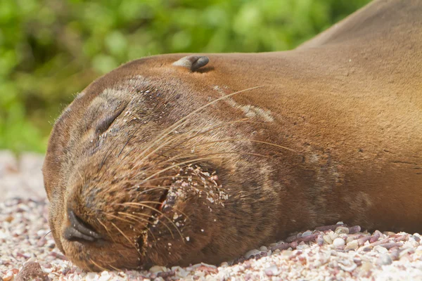 Hotel Sea lion odpoczynku na Wyspach galapagos — Zdjęcie stockowe