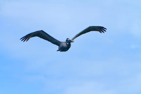 The Flying Pelican — Stock Photo, Image