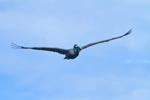 Uçan Pelikan — Stok fotoğraf