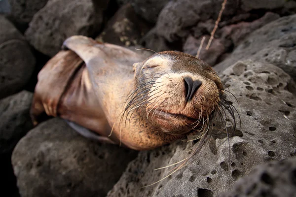 Bebé león marino durmiendo en las Islas Galápagos — Foto de Stock