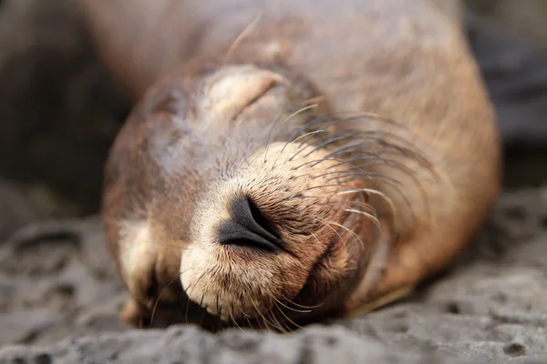 Seelöwenbaby schläft auf den Galapagos-Inseln — Stockfoto