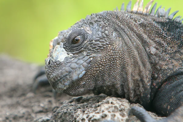Iguana marina de galápagos — Foto de Stock