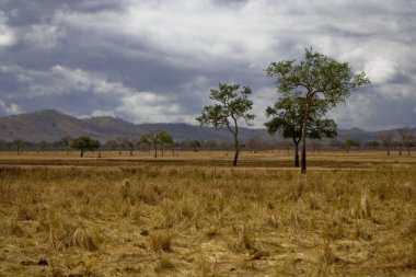 African savannah clipart