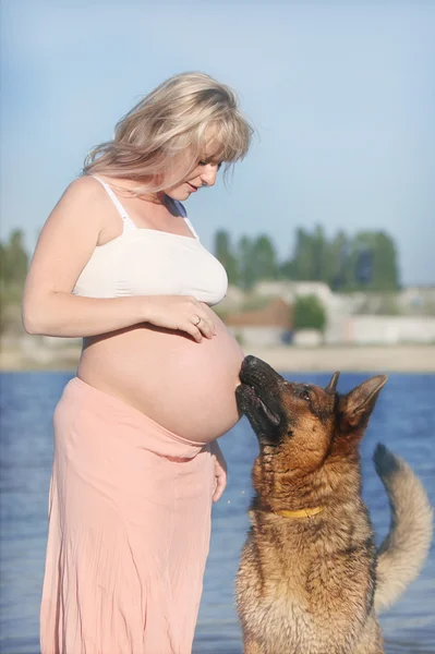 Kobiety w ciąży i pies owcy — Zdjęcie stockowe
