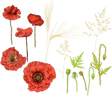 The collection of poppy flowers and ears. Elements of plant clipart