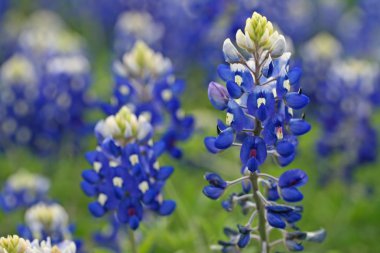 Lupinus texensis clipart