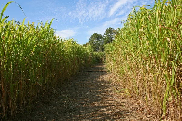 Laberinto en un campo de maíz Imagen de archivo