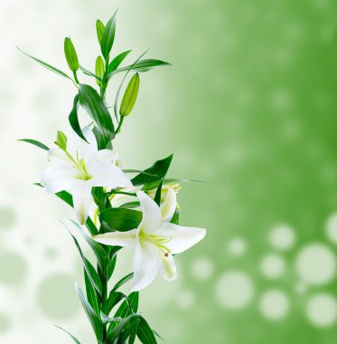 Beautiful white lily flowers clipart