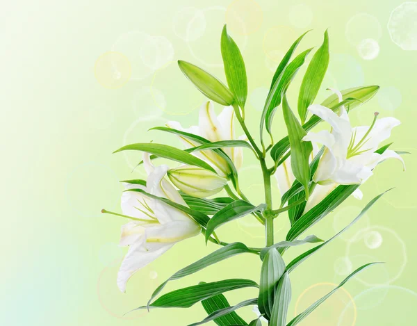 美丽的白百合鲜花 — 图库照片