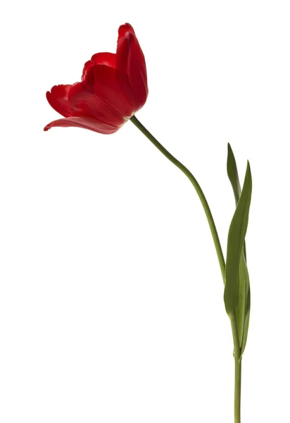 stock image Tulip