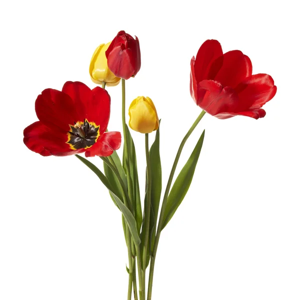 stock image Tulips