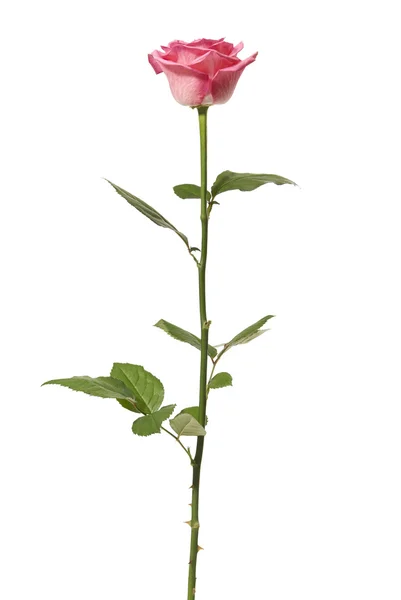 stock image Rose