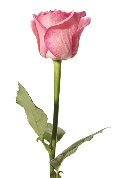 stock image Rose