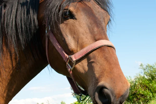 Kopf eines Pferdes — Stockfoto