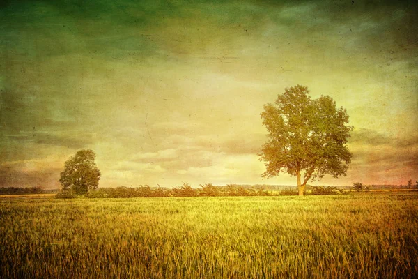 Güzel yaz alanları buğday — Stok fotoğraf