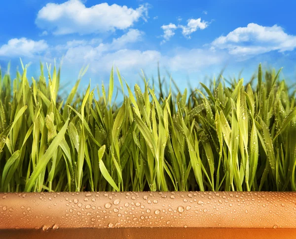 Čerstvě dospělé trávy ve velkém hrnci — Stock fotografie