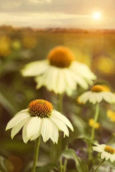 Sommerblumen im Feld — Stockfoto