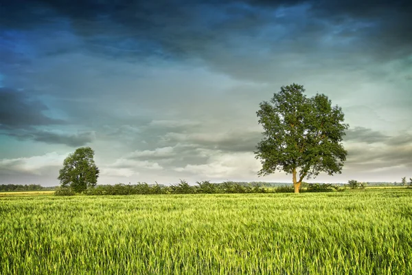 Mooie zomerse velden van tarwe — Stockfoto