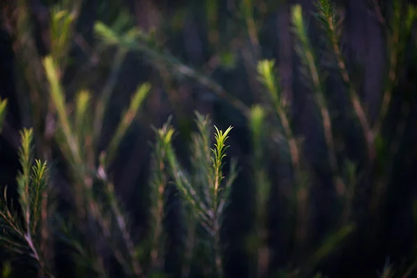 Arka plan bir iğne yapraklı ağaç dalları — Stok fotoğraf