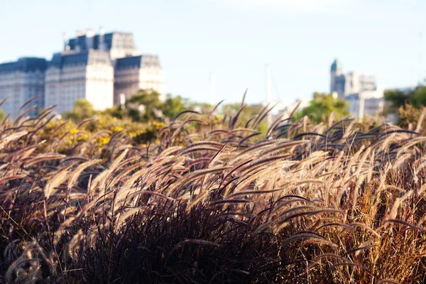 stock image Spikelets on the background of modern office buildings