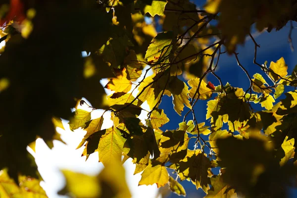 Кленовые листья при ярком солнечном свете — стоковое фото