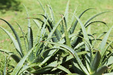 Aloe arka planda yeşil çimen