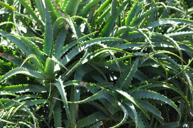 Aloe arka planda yeşil çimen