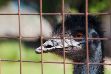 Portrait of an ostrich behind bars in a zoo clipart