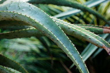 Aloe arka planda yeşil çimen