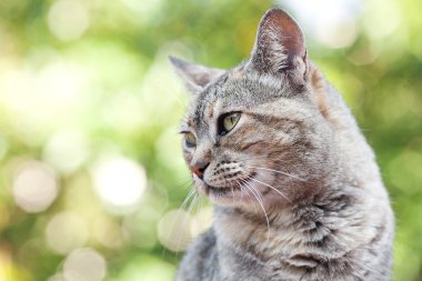 çizgili kedi açık portresi