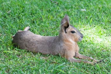 Patagonian mara lying on the green grass clipart